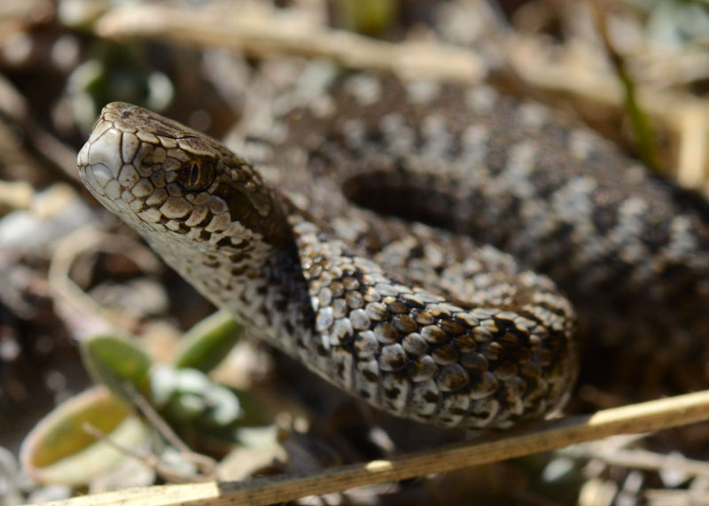 Una piccola Vipera ursinii